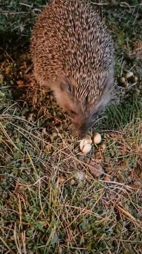 Elazığ’da kirpiyi fıstıkla beslediler
