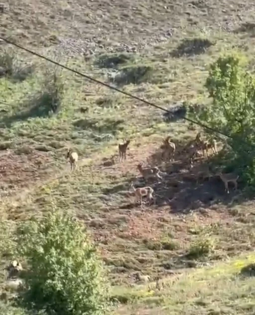 Elazığ&rsquo;da koruma altındaki dağ ke&ccedil;ileri s&uuml;r&uuml; halinde g&ouml;r&uuml;nt&uuml;lendi

