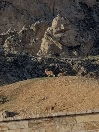 Elazığ’da koruma altındaki dağ keçileri sürü halinde görüntülendi
