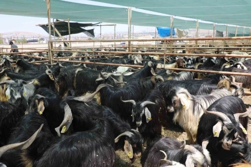 Elazığ’da kurban satış ve kesim alanı belirlendi
