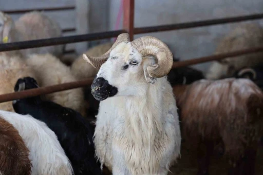 Elazığ&rsquo;da kurbanlık satışları başladı
