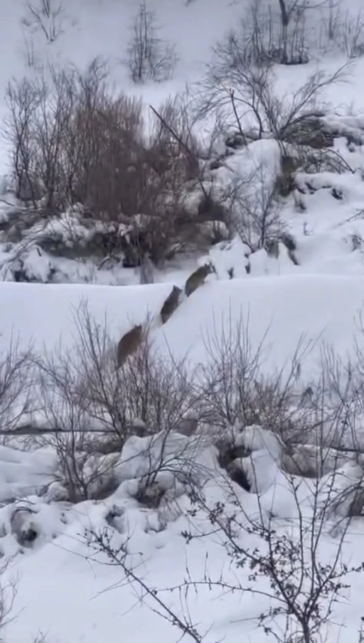 Elazığ&rsquo;da kurt s&uuml;r&uuml;s&uuml; g&ouml;r&uuml;ld&uuml;
