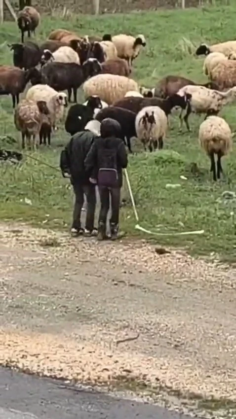 Elazığ&rsquo;da minik &ccedil;obanların s&uuml;r&uuml; başında halayı
