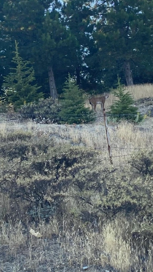 Elazığ’da nesli tükenmekte olan vaşak görüldü
