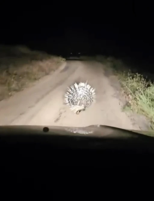 Elazığ&rsquo;da oklu kirpi g&ouml;r&uuml;nt&uuml;lendi
