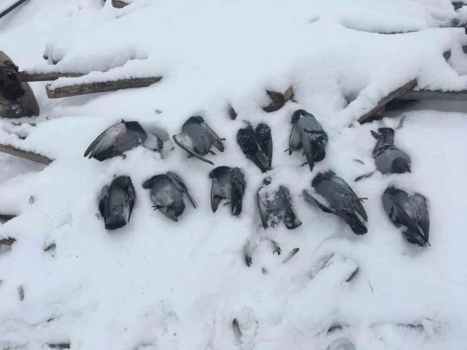 Elazığ&rsquo;da onlarca g&uuml;vercin donarak telef oldu
