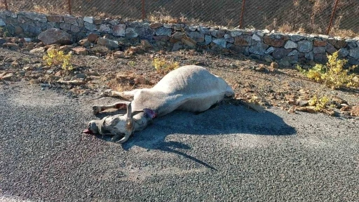 Elazığ’da otomobilin çarptığı at telef oldu
