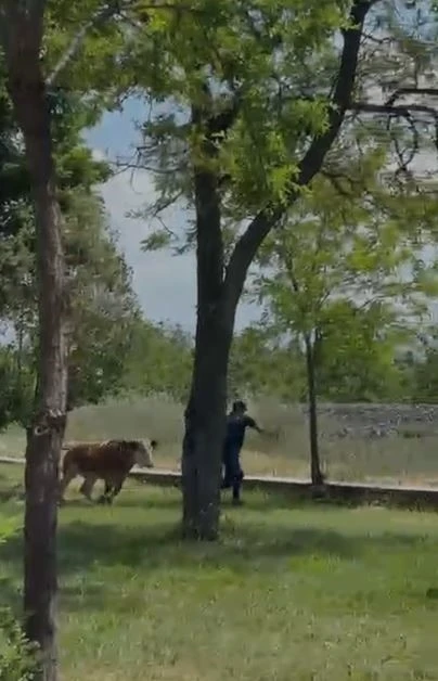 Elazığ&rsquo;da sahibinden ka&ccedil;an dana paniğe neden oldu

