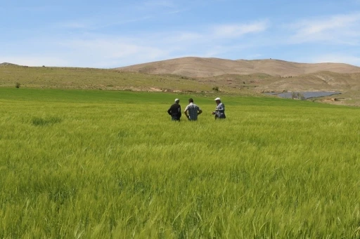 Elazığ’da süne sürvey çalışmaları başladı
