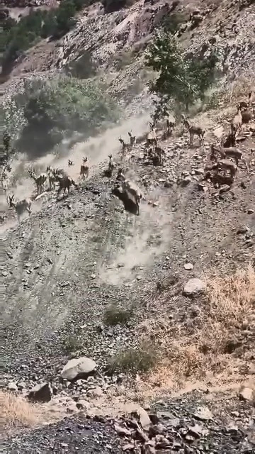 Elazığ&rsquo;da s&uuml;r&uuml; halinde dağ ke&ccedil;ileri g&ouml;r&uuml;ld&uuml;

