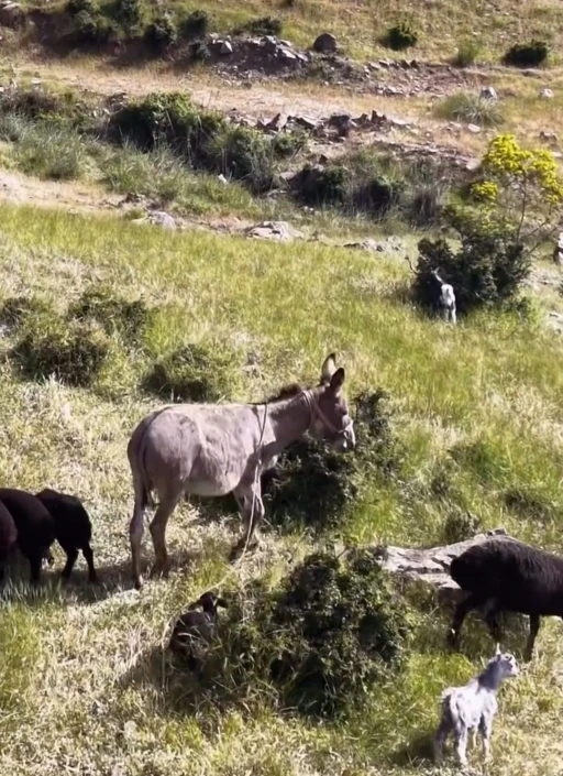 Elazığ&rsquo;da s&uuml;r&uuml;den ayrılan eşeği dronun sesi geri getirdi

