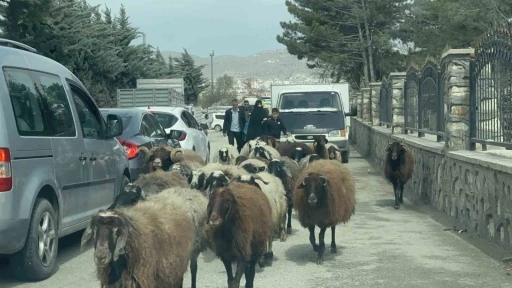 Elazığ’da trafikte sürpriz konuk: Koyun sürüsü şehir merkezinde yol kesti
