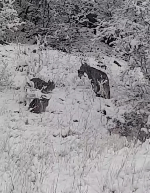 Elazığ&rsquo;da vaşak ailesi g&ouml;r&uuml;nt&uuml;lendi
