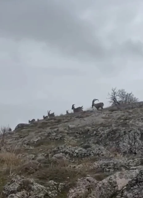 Elazığ’da yaban keçileri sürü halinde görüntülendi
