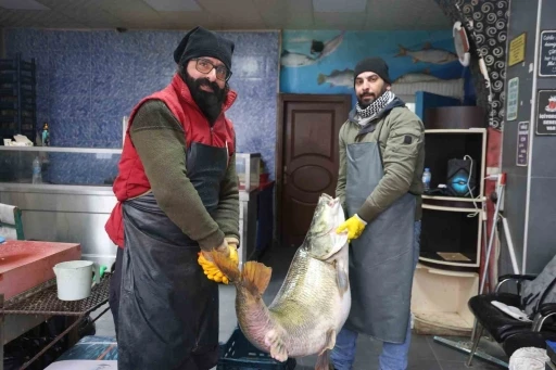 Elazığ&rsquo;da yakalanan 78 kilogram ağırlığındaki turna balığını iki kişi zor taşıdı
