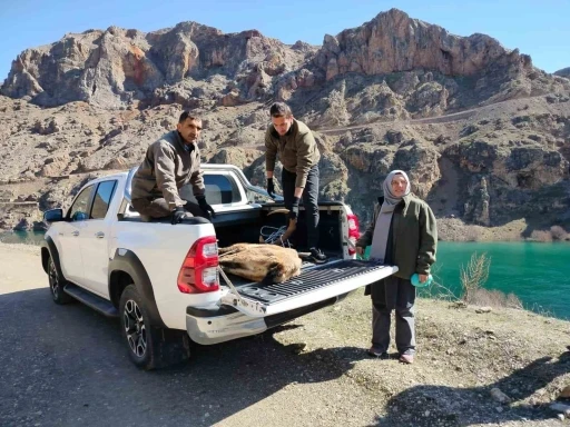 Elazığ&rsquo;da yaralı dağ ke&ccedil;isi i&ccedil;in ekipler seferler oldu
