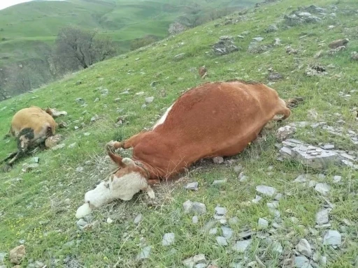 Elazığ&rsquo;da yıldırımın &ccedil;arptığı inekler telef oldu
