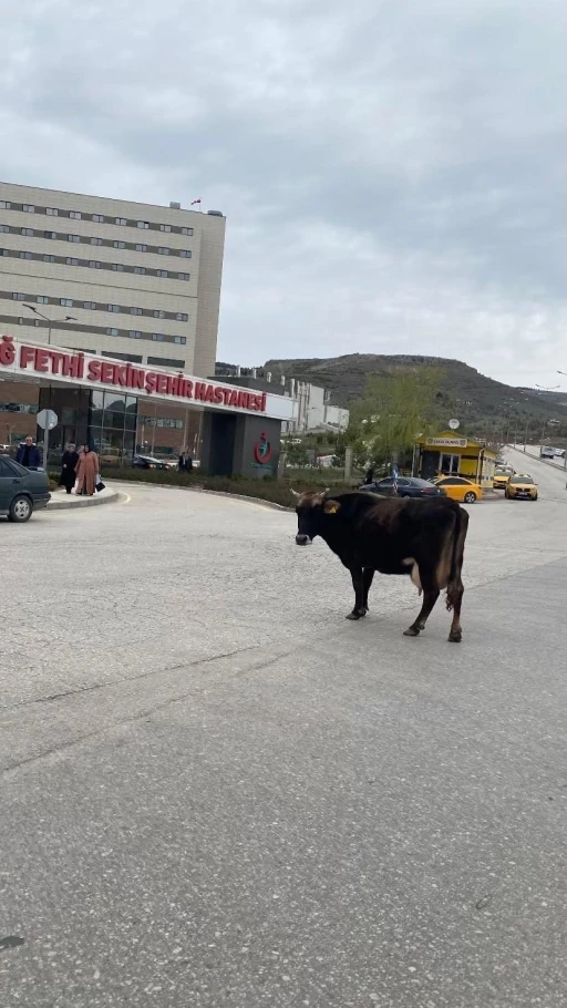 Elazığ’da yolunu kaybeden inek hastane önünü mesken tuttu
