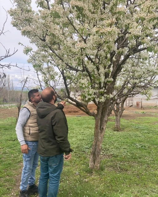 Elazığ’da zirai don sonrası hasar tespit çalışmaları sürüyor
