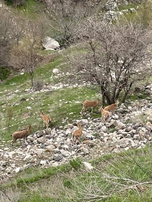 Elazığ&rsquo;ın tarihi mahallesi Harput&rsquo;ta dağ ke&ccedil;ileri g&ouml;r&uuml;nt&uuml;lendi
