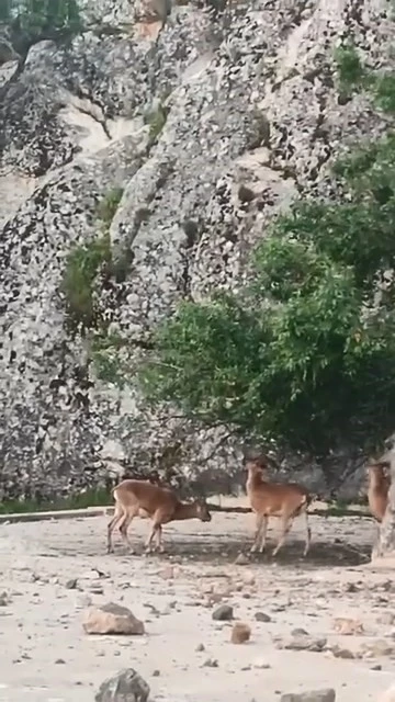 Elazığ&rsquo;ın tarihi mahallesinde dağ ke&ccedil;ileri g&ouml;r&uuml;nt&uuml;lendi
