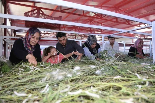 Elazığ tarihinin en büyük ipek böcekçiliği çiftliğini kurdu: Onlarca yeni üreticiye ilham oldu
