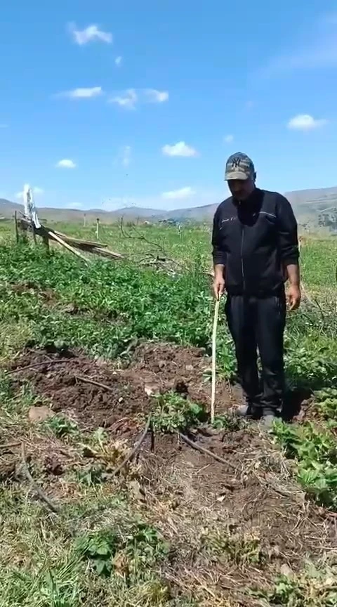 Elazığlı çiftçi, çilek bahçesini talan eden domuzlara sitem etti
