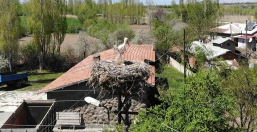 Elektrik direğinin tepesindeki yuva, leylek ailesine 22 yıldır ev sahipliği yapıyor

