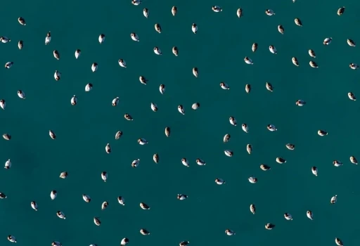 Elmabaş patka &ouml;rdekleri Salda G&ouml;l&uuml;&rsquo;nde havadan g&ouml;r&uuml;nt&uuml;lendi
