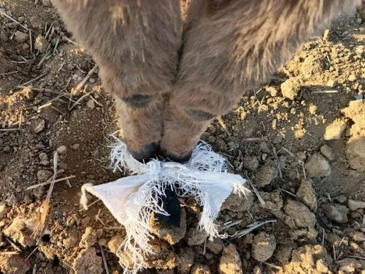 Elmadağ’da bir çoban kafasında çuval bulunan eşeği kurtardı
