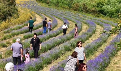 Emekli öğretmenin kurduğu lavanta bahçesi dünyanın dört bir yanından misafirlerini ağırlıyor
