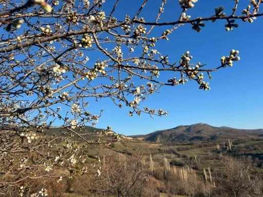 Emet&rsquo;te badem ağa&ccedil;ları &ccedil;i&ccedil;ek a&ccedil;tı
