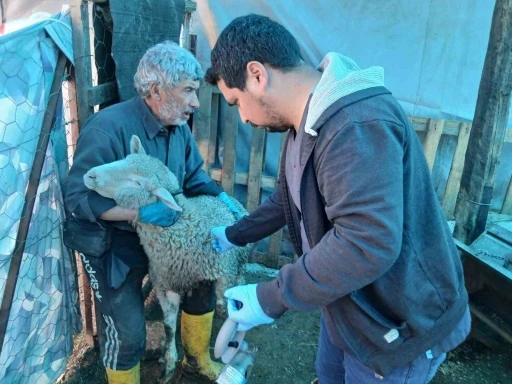 Emet&rsquo;te k&uuml;&ccedil;&uuml;kbaş hayvanlara y&ouml;nelik aşılama ve kimliklendirme &ccedil;alışmaları
