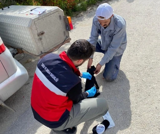 Emet&rsquo;te sahipli kedi ve k&ouml;peklere mikro&ccedil;ip uygulaması, kimliklendirme ve pasaport tahsisi işlemleri
