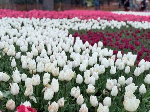 Emirgan Korusu&rsquo;nda lale festivali başladı

