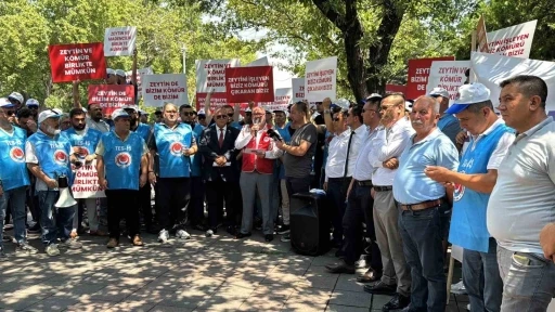 Enerji torba yasasından köylüye müjde çıktı: &quot;Taşınan zeytin ağacının iki katı kadar yeniden dikilecek&quot;
