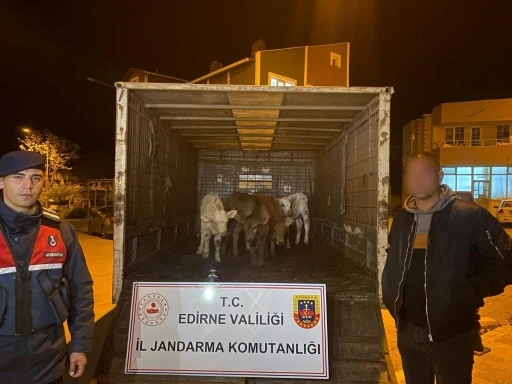Enez’de ağıldan 6 adet hayvan çalan şüpheliler yakalandı
