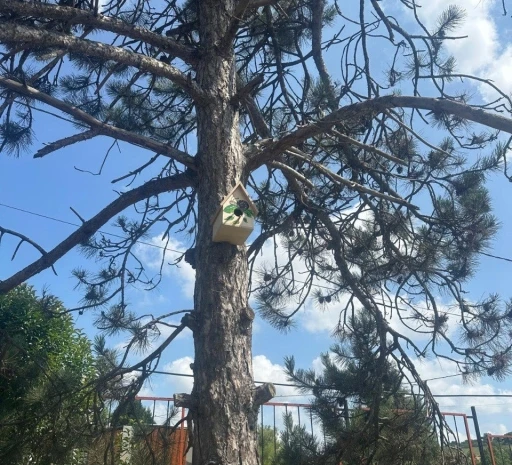 Engelli öğrenciler yaptı, büyükşehir ağaçları donattı
