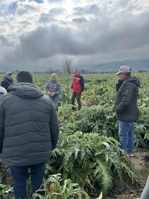 Enginar tarlaları incelendi, &uuml;reticiler, TARSİM hakkında bilgilendirildi
