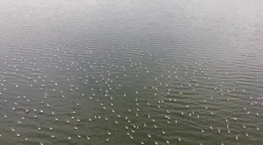 Erçek Gölü’nün narin misafirleri flamingolar gelmeye başladı
