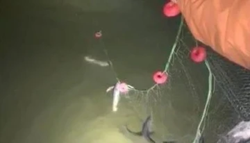 Erciş’te kaçak avlanan 200 kilo canlı balık yeniden suya bırakıldı
