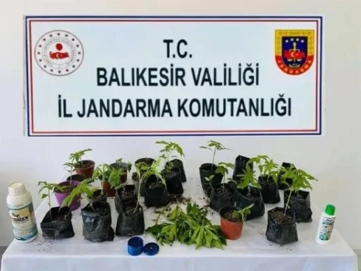 Erdek&rsquo;te jandarmadan kenevir operasyonu
