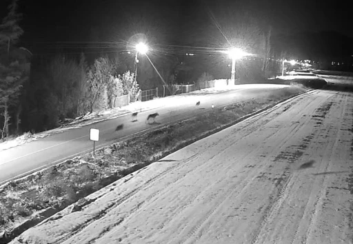 Ereğli&rsquo;de kurt s&uuml;r&uuml;s&uuml; g&ouml;r&uuml;nt&uuml;lendi
