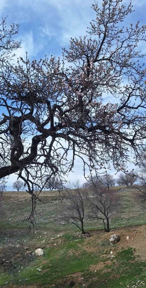 Ergani&rsquo;de badem ağa&ccedil;ları erken &ccedil;i&ccedil;ek a&ccedil;tı
