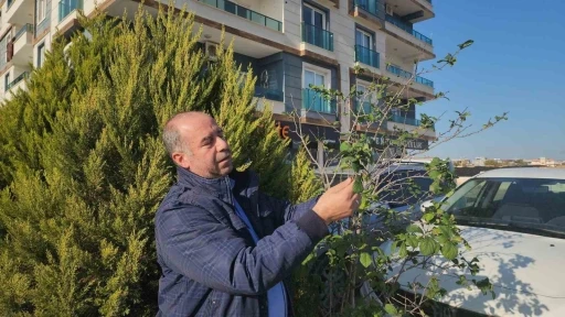 Erik ağacı aralık ayında meyve verdi
