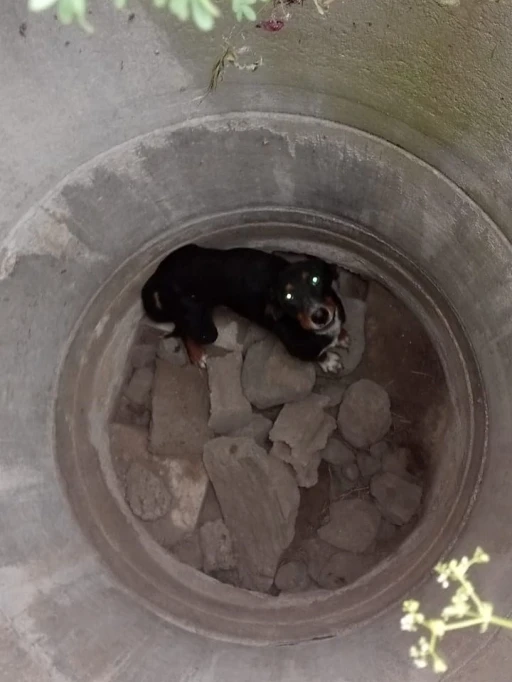 Erzin’de kuyuya düşen köpeği itfaiye kurtardı
