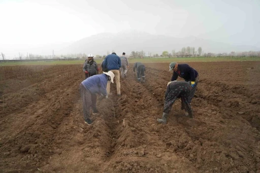 Erzincan b&ouml;lgenin fidan ihtiyacını karşılıyor

