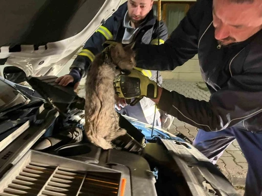 Erzincan&rsquo;da aracın motor b&ouml;lmesine sıkışan kediyi itfaiye ekipleri kurtardı
