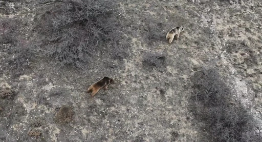 Erzincan&rsquo;da ayı saldırısı: 20 koyun telef oldu

