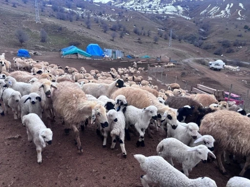 Erzincan&rsquo;da baharın gelişiyle koyun-kuzu buluşmaları renkli g&ouml;r&uuml;nt&uuml;ler sundu
